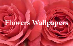 ! Wall Papers !